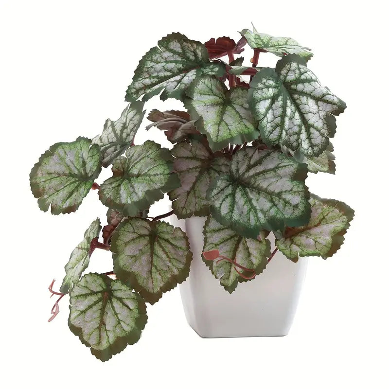 Planta esilo Dólar